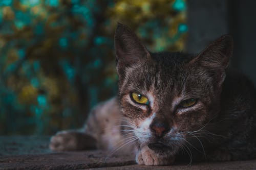 斜眼猫的选择性聚焦摄影 · 免费素材图片