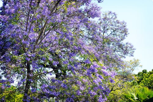 紫叶树 · 免费素材图片
