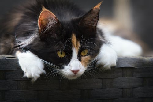 印花布猫的焦点照片 · 免费素材图片