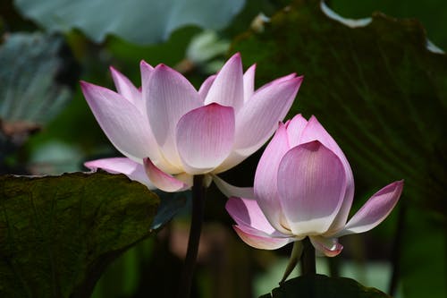 盛开的莲花摄影 · 免费素材图片