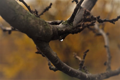 树枝特写摄影 · 免费素材图片