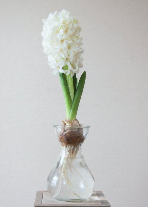 透明玻璃花瓶上的白花摄影 · 免费素材图片
