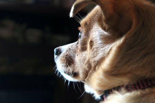 短涂棕褐色狗的特写照片 · 免费素材图片