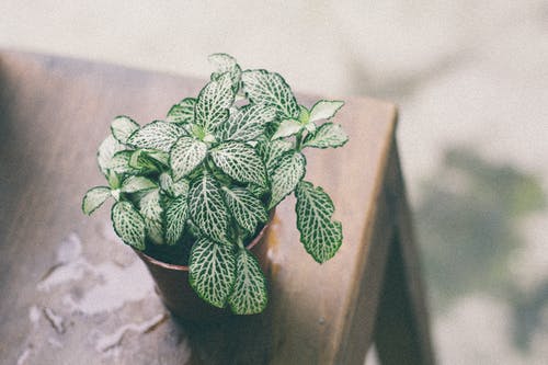 木桌上的棕色锅上绿叶植物 · 免费素材图片