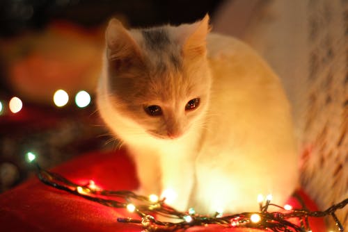 除圣诞灯外的白猫特写摄影 · 免费素材图片