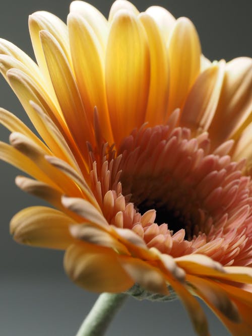黄色非洲菊花卉的微距摄影 · 免费素材图片