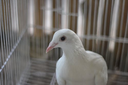 白鸽肖像 · 免费素材图片
