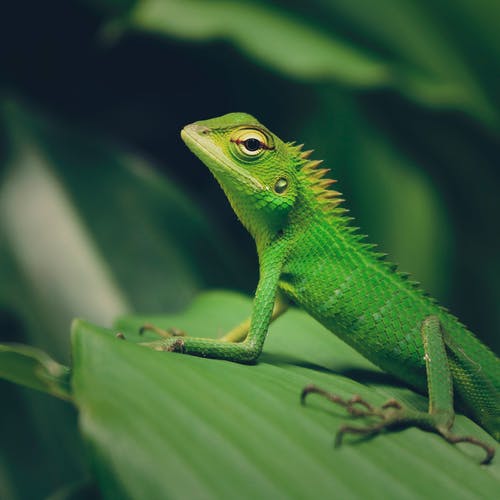 绿冠蜥蜴的微距摄影 · 免费素材图片