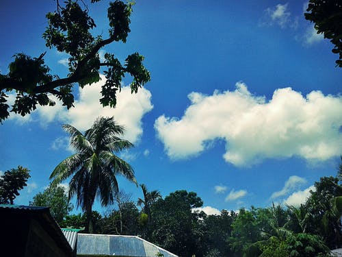 多云的蓝天下树木的摄影 · 免费素材图片
