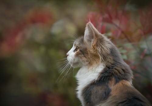 关闭了白色和棕色猫科动物的照片 · 免费素材图片