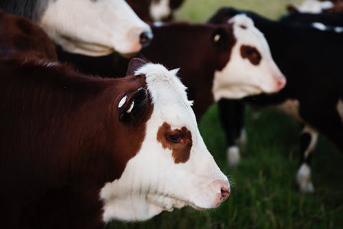 棕色和白色的牛的特写照片 · 免费素材图片