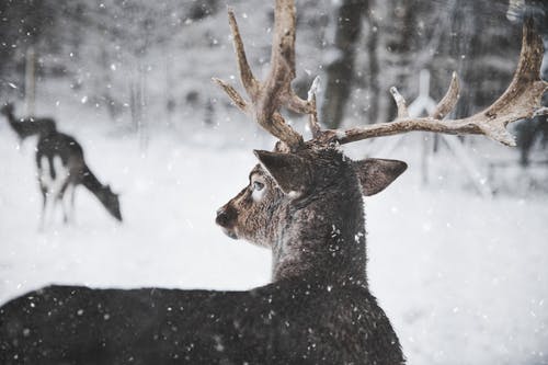 驯鹿在雪中的照片 · 免费素材图片