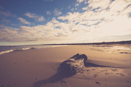 棕色木登录海边附近的沙子 · 免费素材图片