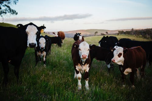 牛的特写摄影 · 免费素材图片