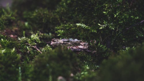 叶子的特写摄影 · 免费素材图片