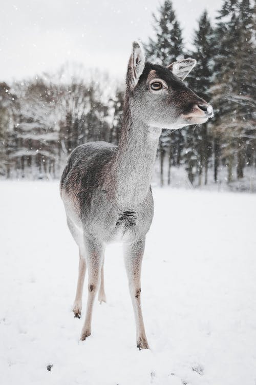 鹿在雪中的照片 · 免费素材图片