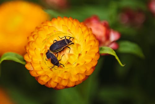 两只黑甲虫在橙花上的宏观摄影 · 免费素材图片