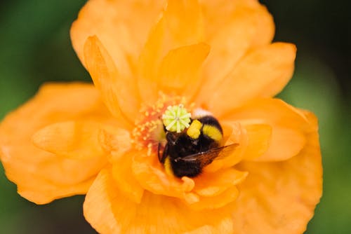 蜜蜂在黄色花朵上的特写照片 · 免费素材图片