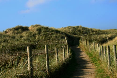 草地摄影 · 免费素材图片