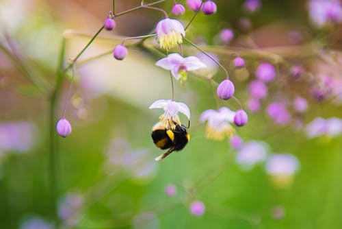 蜜蜂的特写摄影 · 免费素材图片