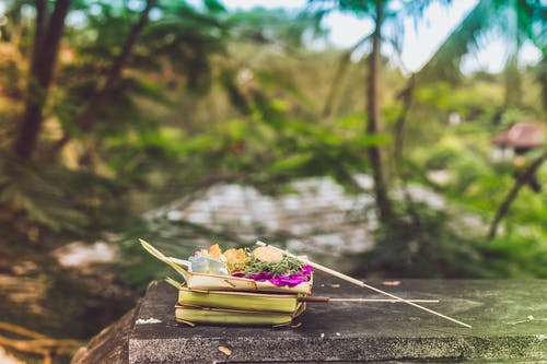 花的聚焦摄影 · 免费素材图片