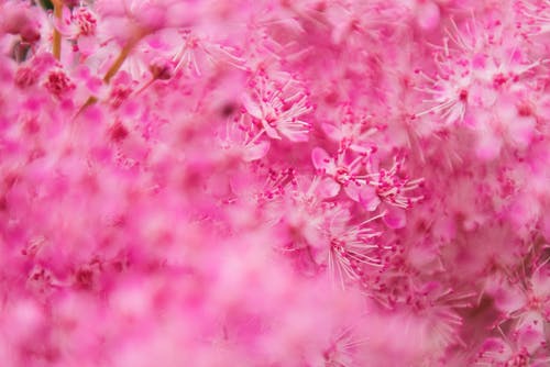 白色和粉红色的花朵的选择性聚焦摄影 · 免费素材图片