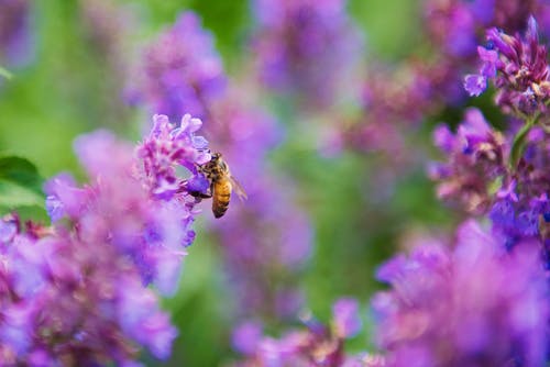 蜜蜂在薰衣草上的选择性聚焦摄影 · 免费素材图片