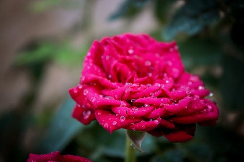 粉红玫瑰花朵的选择性焦点 · 免费素材图片