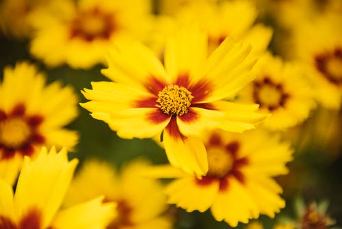 黄色花的宏观摄影 · 免费素材图片