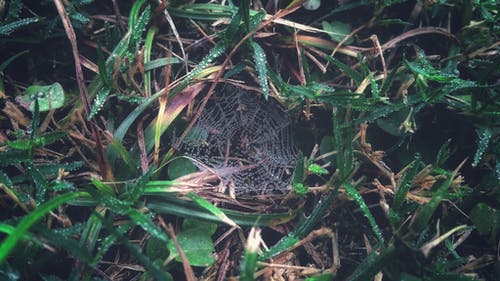 草地上的蜘蛛网与露水特写摄影 · 免费素材图片