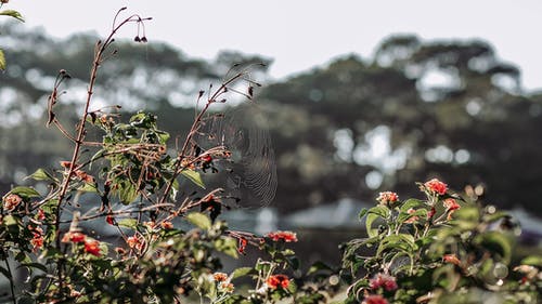 绿叶植物上蜘蛛网的选择性焦点 · 免费素材图片