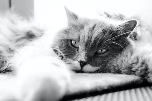 猫躺在床上的灰度照片 · 免费素材图片
