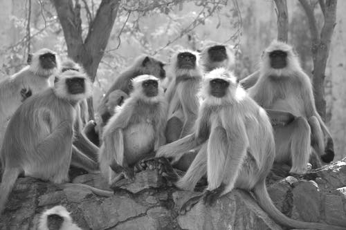 坐在树旁的灰色叶猴的灰度照片 · 免费素材图片
