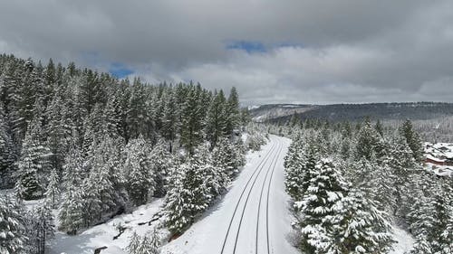 森林覆盖着雪的视图 · 免费素材图片