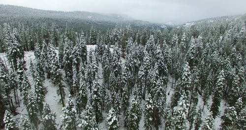冬季森林空中摄影 · 免费素材图片