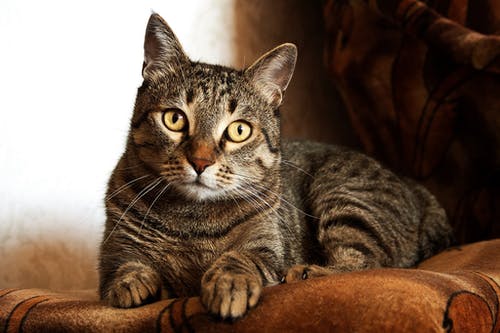 成年棕虎斑猫 · 免费素材图片