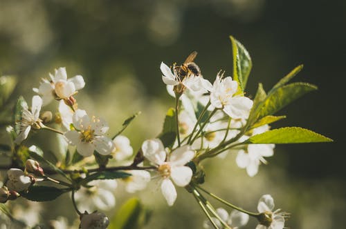 蜜蜂在白色花瓣上 · 免费素材图片