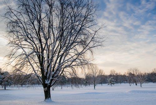 白雪覆盖下的无叶树 · 免费素材图片