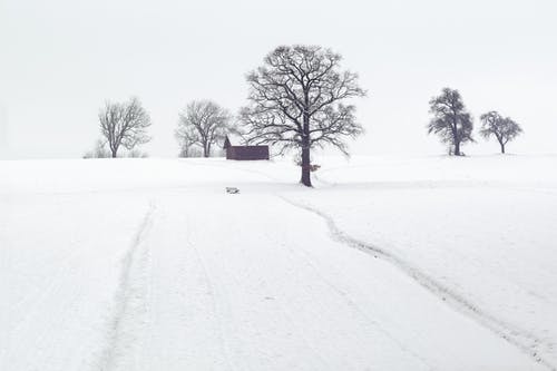 积雪的地面上干树的风景摄影 · 免费素材图片