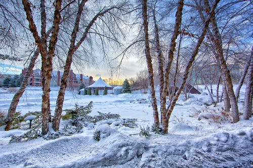 白天白雪覆盖的树木 · 免费素材图片
