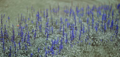 蓝色和绿色的花朵 · 免费素材图片
