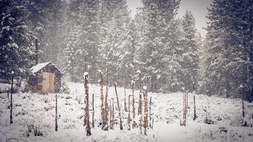布朗在雪中的绿色松树附近棚 · 免费素材图片