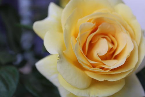 黄玫瑰的选择性聚焦摄影 · 免费素材图片