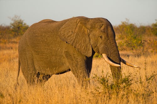 大象的特写照片 · 免费素材图片