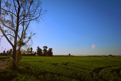 蓝天下的绿色草原 · 免费素材图片