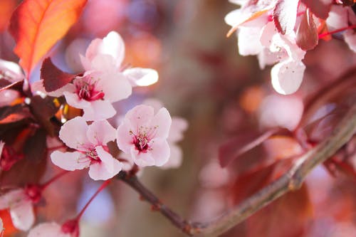 樱花树的选择重点 · 免费素材图片