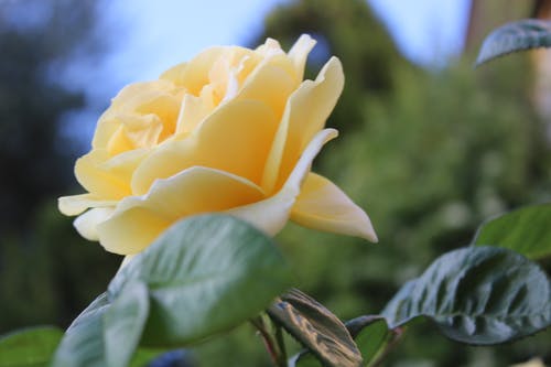黄玫瑰 · 免费素材图片