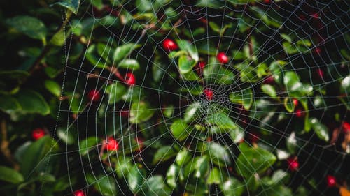 蜘蛛网的特写照片 · 免费素材图片