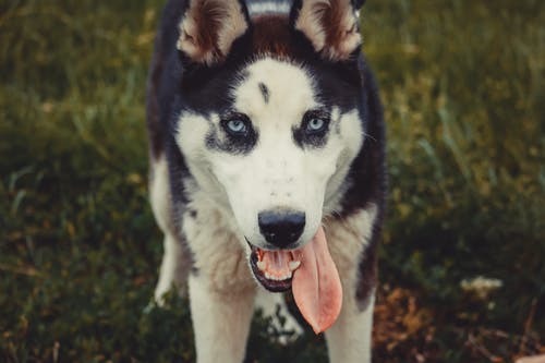 西伯利亚雪橇犬的特写照片 · 免费素材图片