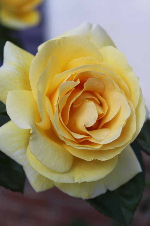 黄玫瑰花在特写摄影 · 免费素材图片